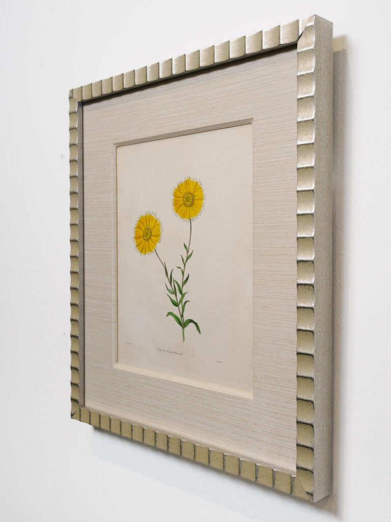 botanical drawing in heavy linen fabric mat and scalloped antique silver frame, custom framing Castro San Francisco