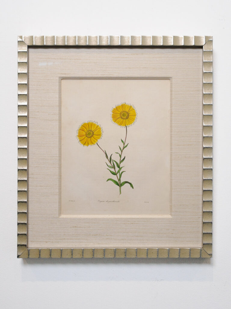 19th century botanical drawing in heavy linen fabric mat and scalloped antique silver frame, custom framing Castro San Francisco